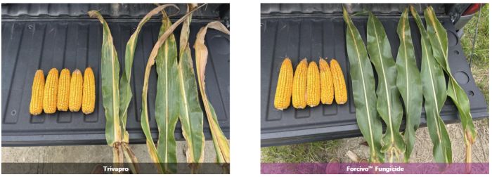 Photo - 2025 DelMarVa Field Demonstration - Trivapro Fungicide and Forcivo Fungicide Photo - 2025 DelMarVa Field Demonstration - Trivapro Fungicide and Forcivo Fungicide