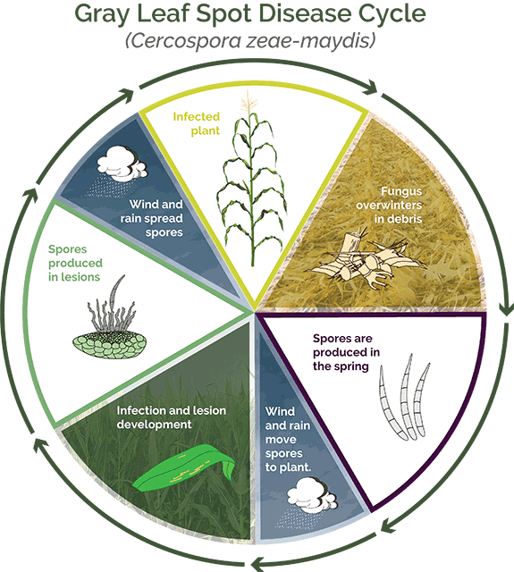Gray leaf spot disease cycle