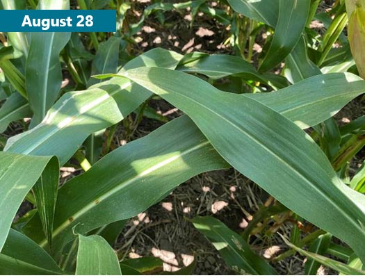Photo - A corn field with almost no visible foliar disease on August 28, 2021 and the same field with extensive tar spot infection on September 23.