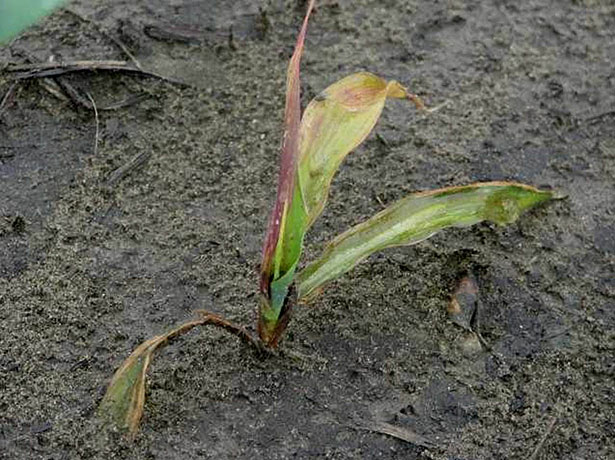 A corn plant infected with seedling disease. This field experienced cold conditions and saturated soils after planting.