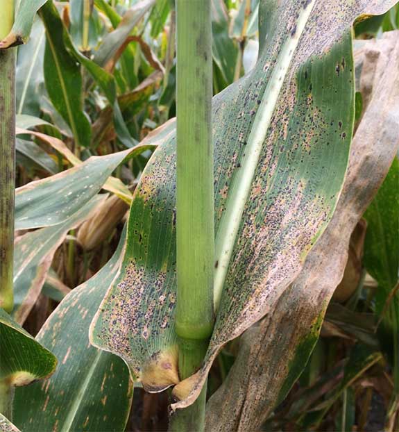 Photo - Corn leaves infected with tar spot in a field in Illinois in 2018.