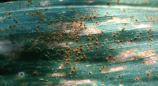 Photo - Southern rust on corn leaf