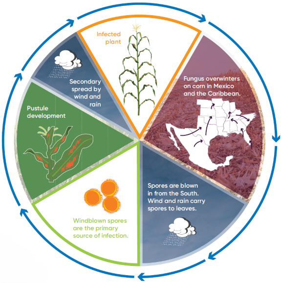 Southern Rust disease cycle