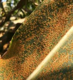 Corn plant leaf showing southern rust symptoms
