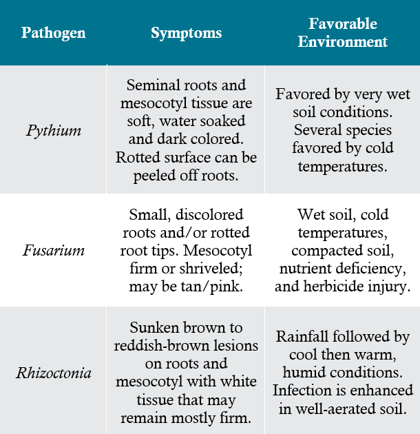 Symptoms and favorable environmental conditions for the most common pathogens affecting corn seedlings.