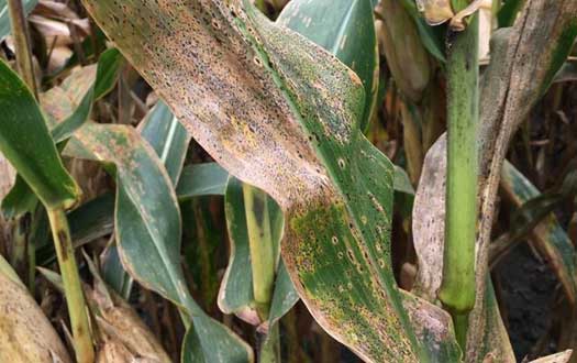 Photo - Corn leaves infected with tar spot in a field in Illinois.