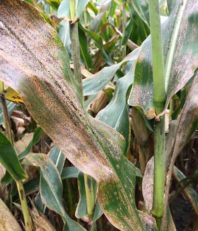 Corn leaves infected with tar spot in a field in Illinois in 2018.