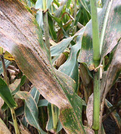 Corn leaves infected with tar spot in a field in Illinois in 2018. Corn leaves infected with tar spot in a field in Illinois in 2018.