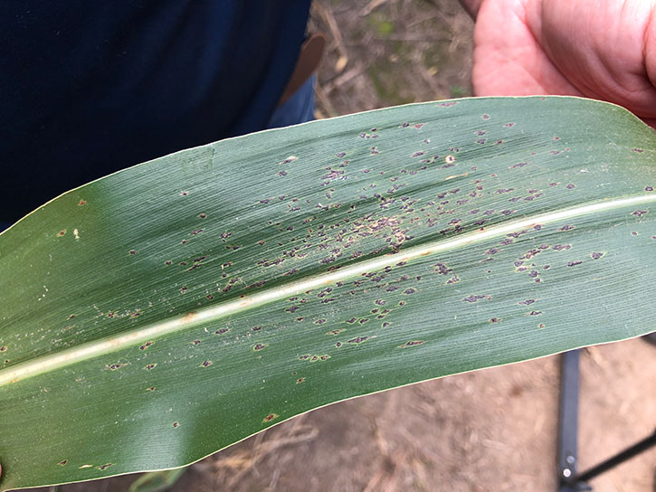 Photo - Tar spot lesions on corn leaf - closeup