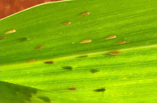 Adult corn leafhoppers - D maidis - on a corn leaf Adult corn leafhoppers - D maidis - on a corn leaf
