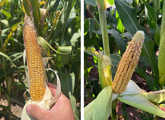 Ears on corn plants infected with corn stunt disease displaying characteristic symptoms -- reduced ear size, poor kernel fill and blank spaces Ears on corn plants infected with corn stunt disease displaying characteristic symptoms -- reduced ear size, poor kernel fill and blank spaces