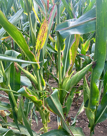 Closeup - Corn plants exhibiting characteristic foliar symptoms of corn stunt complex including interveinal chlorosis - reddening - stunting