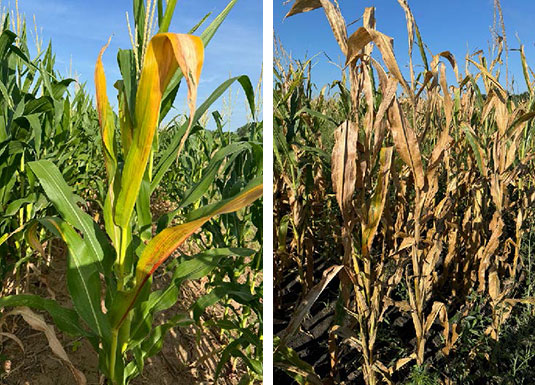 Corn plants in a field in southern Texas in 2024 showing corn stunt symptoms consistent with infection later in the season Corn plants in a field in southern Texas in 2024 showing corn stunt symptoms consistent with infection later in the season