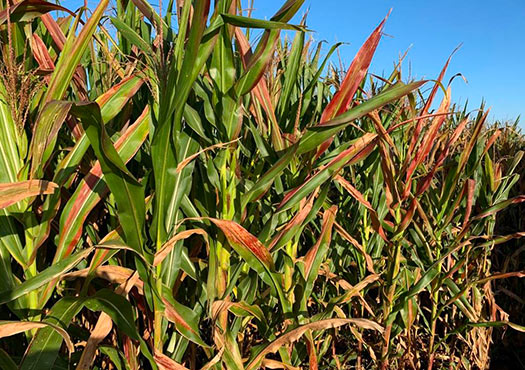 Corn plants exhibiting symptoms of corn stunt disease in Texas in 2024 Corn plants exhibiting symptoms of corn stunt disease in Texas in 2024