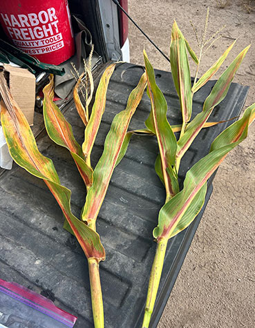 Increased corn leafhopper populations and additional corn stunt cases were detected in second-season corn fields in Texas