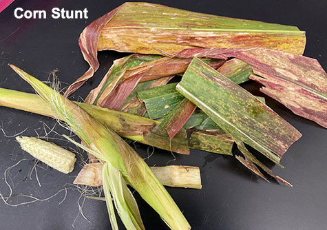 Laboratory images showing symptomatic corn tissues collected from confirmed cases of corn stunt spiroplasma - sample displays interveinal yellowing - reddening - necrosis typical of disease progression