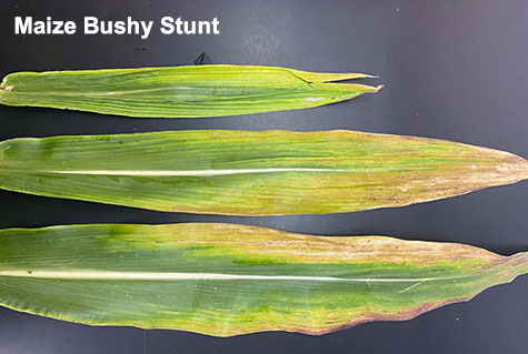 Laboratory images showing symptomatic corn tissues collected from confirmed cases of maize bushy stunt - sample displays interveinal yellowing - reddening - necrosis typical of disease progression