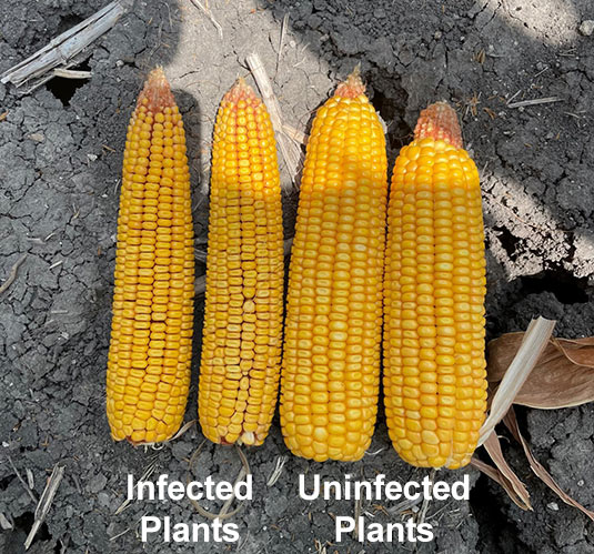Ears from corn stunt infected and uninfected plants showing poorly filled kernels on the infected plant ears Ears from corn stunt infected and uninfected plants showing poorly filled kernels on the infected plant ears