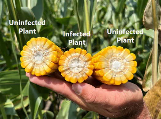 Ears from corn stunt infected and uninfected plants showing reduced kernel depth and ear girth of infected plants Ears from corn stunt infected and uninfected plants showing reduced kernel depth and ear girth of infected plants
