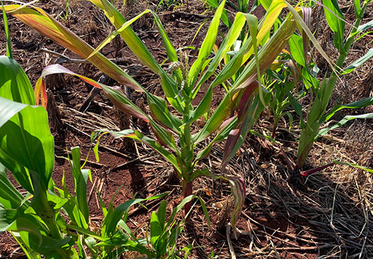 Corn plants in a field in Puerto Rico with severely shortened internodes resulting from corn stunt disease Corn plants in a field in Puerto Rico with severely shortened internodes resulting from corn stunt disease