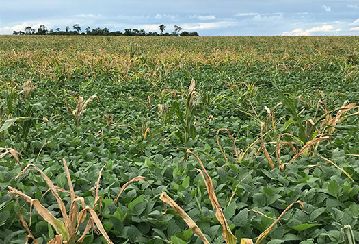 Volunteer corn plants growing in a soybean field - early in the growing season Volunteer corn plants growing in a soybean field - early in the growing season