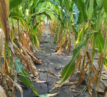 Lower corn row canopy showing symptoms of nitrogen deficiency