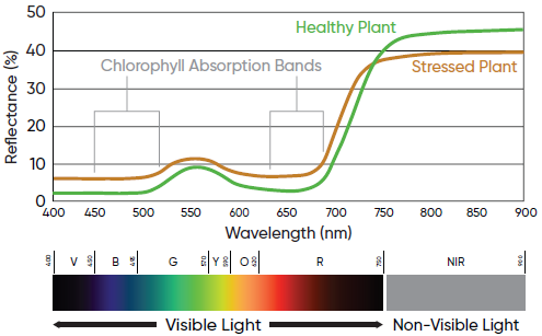 Chart - Generalized electromagnetic radiation reflectance profiles of healthy and stressed corn plants
