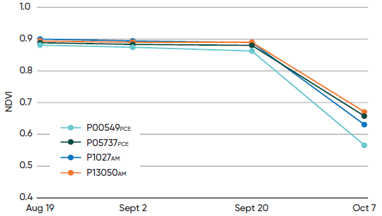 Normalized difference vegetation index - NDVI - by corn hybrid at 36000 seeds per acre seeding rate