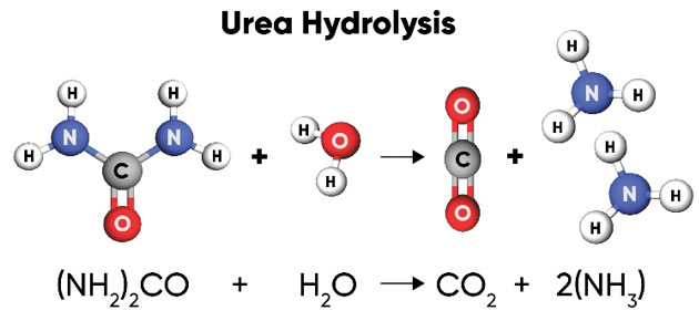 Urea hydrolysis process.