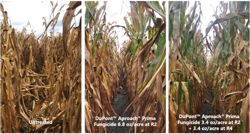 Photo - Differences in green foliar tissue among treatments late in the season at on-farm trial location in Missouri. (untreated, R2, R3)