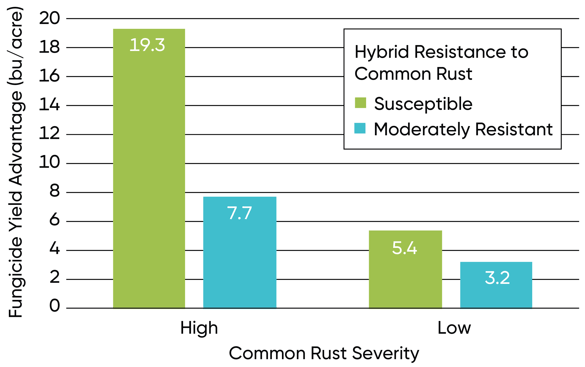 Bar Chart - Average fungicide yield response of hybrids with low resistance and moderate resistance to common rust in Pioneer small-plot trials.