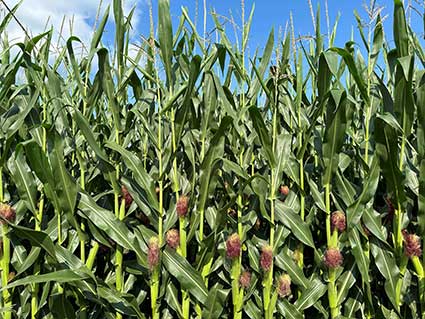 Maturing corn plants in field