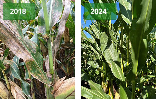 Comparison photos - same field in 2018 and 2024 with different weather conditions related to disease development