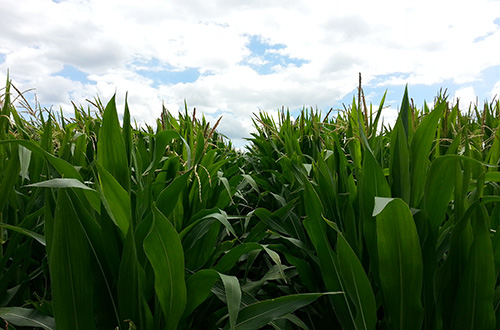Corn row - closeup - plants at tasseling