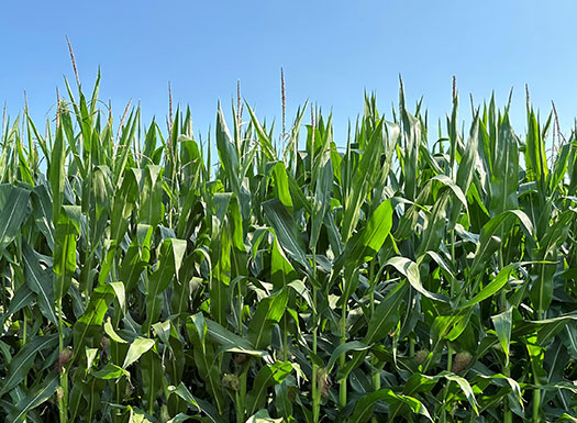 Corn plants - tasseling - green plants - blue sky