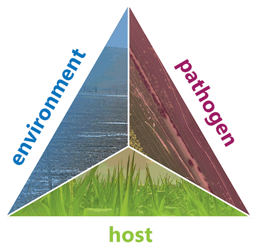Disease triangle - conceptual model used to illustrate how plant diseases arise and spread