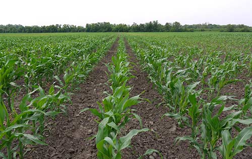 Early vegetative stage applications add fungicide to the crop well ahead of the onset of most foliar diseases