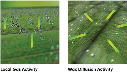 Different types of fungicide mobility