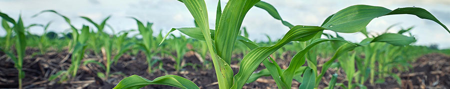 Young corn plants growing in field