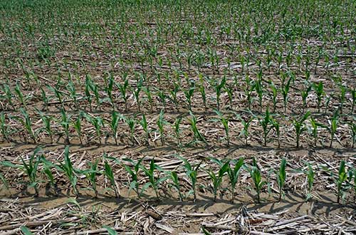 Surface residue in field with growing corn seedlings
