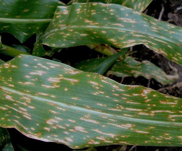 Photo - Corn leaves showing disease symptoms.