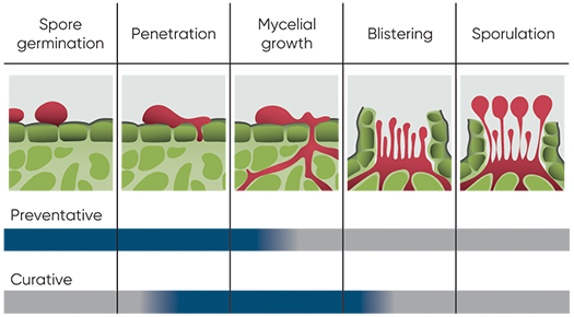 Stages of fungal infection and efficacy windows of - preventative - and - curative - fungicides