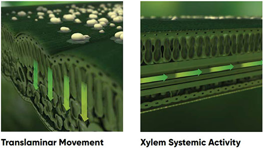 Different types of fungicide mobility