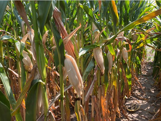 Drooping ears on plants that experienced severe late-season heat and drought stress.