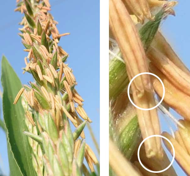 Corn tassel showing open anther pores.