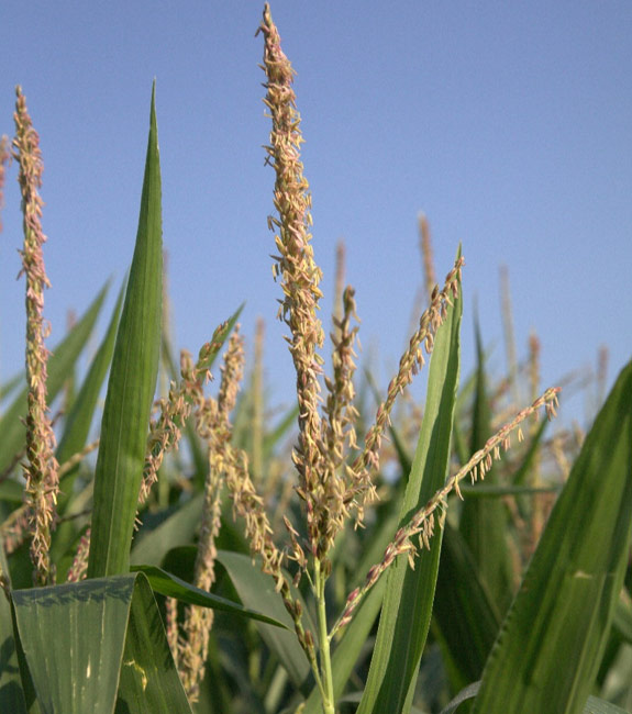 Corn plant with tassel - closeup in field.