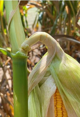Pinched corn ear shank.