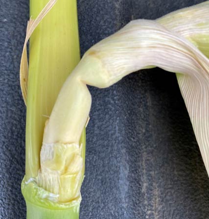 Close-up of a pinched ear shank on a plant that experienced severe late-season drought stress resulting in ear declination prior to physiological maturity.
