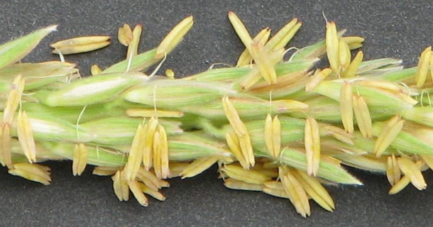 Anthers - corn tassel - closeup