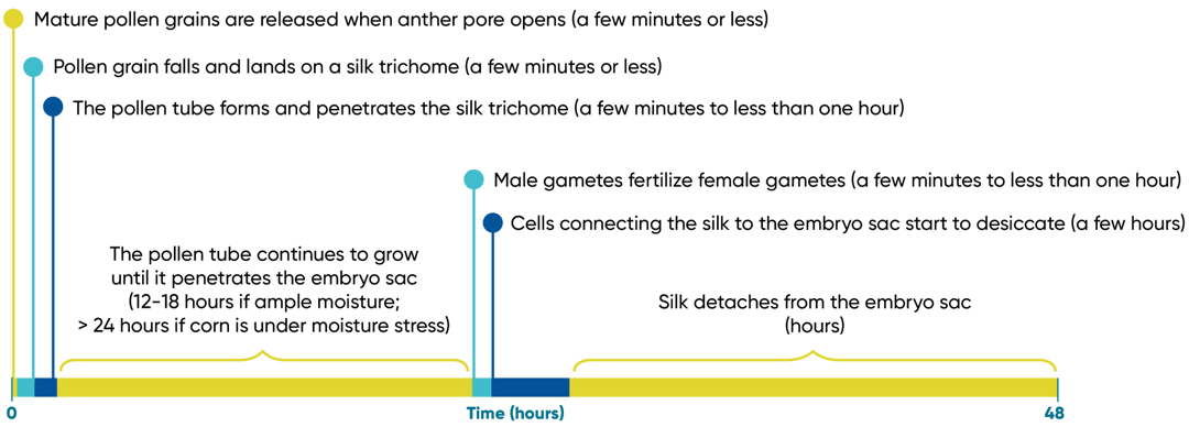 Timeline for pollination, ovule fertilization, and eventual silk detachment.